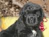 В дар щенок метис ньюфаундленда, 2 мес превью 711250.