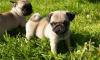 Мопс щенки превью 711486.