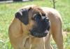 Ваш щенок бульмастифа превью 711596.