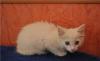 Отдам котят Сибиряк и 2 белоснежки превью 710299.