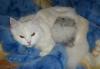Котята породы Турецкая ангора превью 712943.