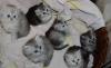 Превью Котята персидские(классические) Москва - 4