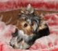 Щенки йорка превью 713153.