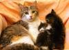 В дар  ласковая кошечка Руся превью 713285.