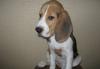 Щенок  бигля очаровательный Жанно превью 713846.