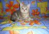 Британский котенок недорого превью 714149.