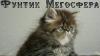 Превью Персидский котик Фунтик Москва - 1