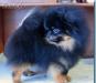 Щенок шпица темный соболь превью 715380.
