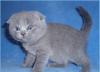 Шотландский вислоухий кот голубого окраса превью 715720.
