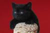 Британский котик окрас черный бархат превью 715806.