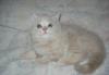Британские котята, медвежата превью 716103.