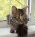 Камышовый котик ждет хозяина превью 716421.