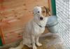Песик из муниципального приюта.Очень нужен хозяин превью 716553.