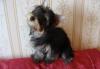 Щенки йоркширского терьера превью 716597.