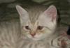 Превью Британские короткошерстные котята Саратов - 1