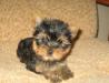 Щенки Йоркширского терьера превью 710702.