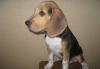 Щенок  бигля превью 710792.