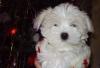 Щенки Мольтезе,беленькие пушистые) превью 717039.