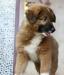 Щенок-мальчик, почти шпиц, 2 мес., в дар превью 717285.