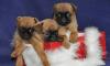 Щенки пти брабансона - три рыжих парня превью 717675.