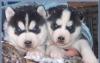 Крепкие,нарядные,синеглазые щенки хаски превью 718198.