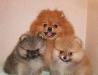 Померанские шпицы недорого превью 718837.
