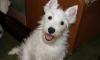 Вест хайленд вайт терьер 3 мес.кобели превью 719030.