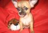 Чихуахуа 3 мес превью 719402.