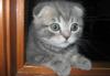 Шотландские вислоухие котята превью 720096.