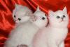 Превью Британские котята серебристые шиншиллы Москва - 2