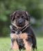 Щенки немецкой овчарки превью 721763.