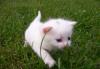 Белые котята превью 722188.