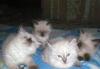 Невские маскарадные(сибирские)котята превью 722645.