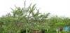 Превью Земе6льный участок с летним домиком Санкт-Петербург - 2