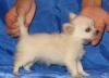 Чихуа-хуа   щеночек - девочка мини (чихуахуа) превью 722878.