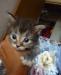 Котята-лапушки в дар превью 723560.