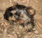 Щенки йоркширского терьера мелкий стандарт превью 723621.