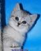 Британские котята  из питомника Daryacats превью 723830.