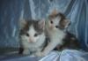 Котята в добрые руки превью 723936.