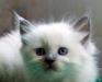Голубоглазые невские маскарадные котята превью 724111.