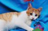 Котёнок рыжий и симпатичный станет Вашим другом превью 724964.