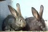 Превью Метисы кролики - молодняк 3 месяца Бронницы - 1