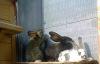 Превью Метисы кролики - молодняк 3 месяца Бронницы - 2