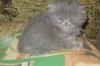 Персидские котята превью 725863.