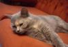 Отдам в хорошие руки,Британская кошечка Лора,год превью 720653.