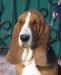 Бассет-хаунда щенки окрас рыже-белый ,трехцветный превью 726040.