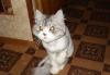 Превью Стрижка кота, кошки, котенка Москва - 1