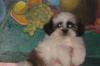 Щенки ши-тцу. Недорого превью 726268.