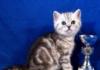Британские плюшевые мраморные котята Шоу-к превью 726310.