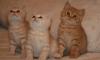 Британские чистопородные элитные котята превью 720744.